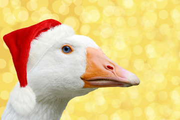 Christmas goose with Christmas cap