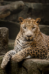 Srilangkan Leopard 