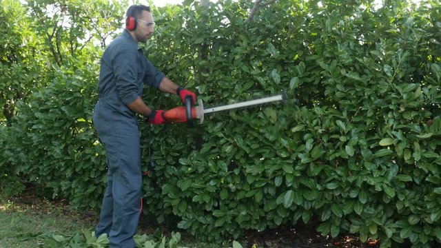 handsome young man gardener trimming hedgerow in park outdoor