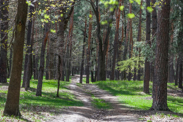 Beautiful forest pathway in spring.
