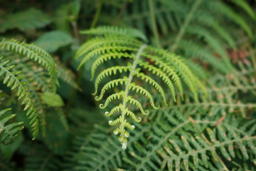 Fototapeta na wymiar fern leaf closeup, fern plant macro nature background -