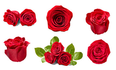 flower rose petal blosspm background