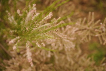 blooming tamarisk