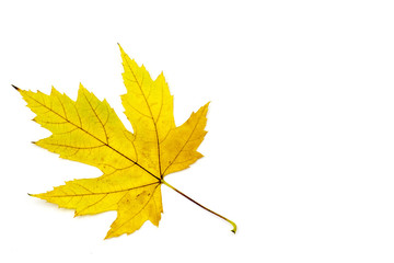 maple autumn leaf on white background