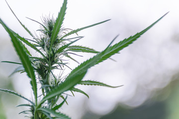 Fresh agricultural hemp grows in garden, flowering plant as medicinal medicine. Wild natural...