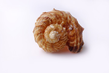 close up of seashell isolated on white background