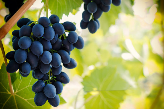 Bunch of ripe blue grape hanging from the vine, warm tone background with empty place for text. Wine season and harvest concept. Copy space. Toned image.