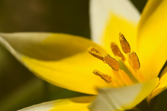 Single yellow blossom of Tulip tarda detailed closeup with pistils and stamen