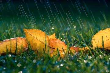 Herbstlicher Regen auf bunte Blätter auf der Wiese im Licht  - 225468626