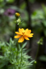 Calendula Flowers