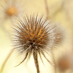 funny unusual prickly dry flower of a echinops in the garden or in the woods