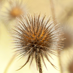 funny unusual prickly dry flower of a echinops in the garden or in the woods