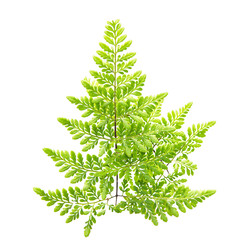leaf fern isolated on white background.