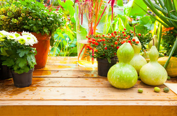 Seasonal farmers market goods display. Colorful pumpkins for autumn holiday decorations at the agriculture fair. Harvest concept.