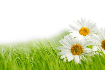Foto auf Acrylglas Gänseblümchen White daisy flowers in green grass