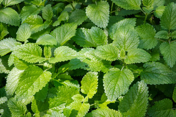 fresh melisa plant  -  melisa plant growing outdoor