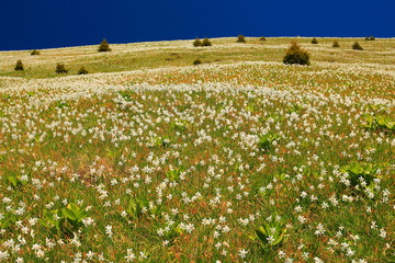 Daffodil mountain in Slovenia
