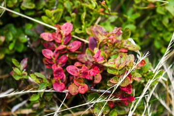 Blueberry plant with red leafs at the middle of mountains.