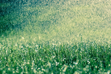 Regentag Regen fällt auf eine Wiese Erfrischung und Bewässerung