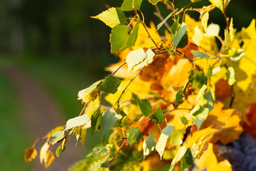 Autumn leaves in the forest or in the park are lit by the sun.