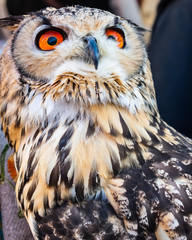 Junger Uhu mit roten Augen