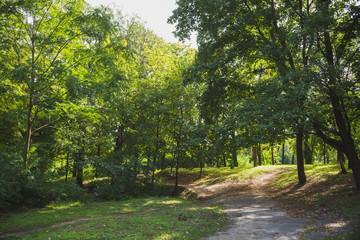 Fototapeta na wymiar Autumn green forest in daytime sunlight with steps