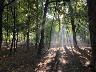 Morning in the forest: Sun ray