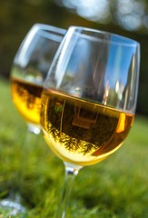 glasses of white wine