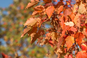 Autumn red foliage on the branches of young maples.