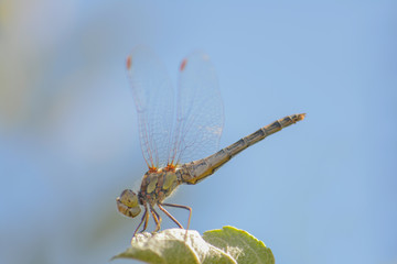 Dragonfly Insect Sitting on Plant Macro