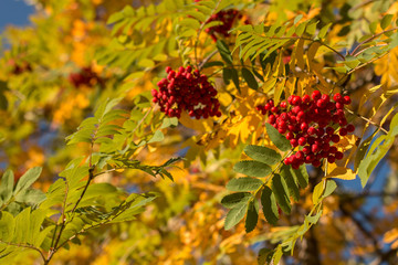 Fototapeta na wymiar Autumn rowan tree with red berries and colorful leaves.