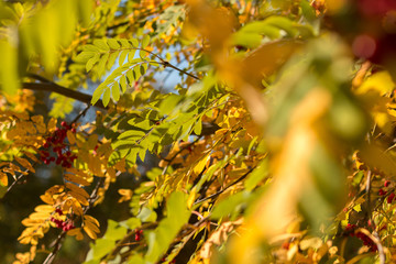 Autumn rowan tree with red berries and colorful leaves.