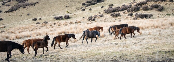 Fototapeta na wymiar Herd of Kaimanawa wild horses running on the tussocks in the mountain ranges