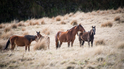 Kaimanawa wild horses standing amongst tussocks in the mountain ranges