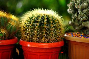 Cactus Flower is always a favorite ornamental plant, its diverse shape makes it a favorite plant