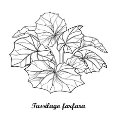 Vector bush with outline Tussilago farfara or coltsfoot or foalfoot with ornate leaves in black isolated on white background. Contour medicinal plant coltsfoot for herbal design or coloring book.
