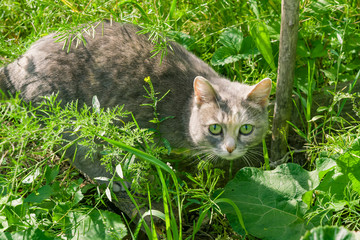 Grey shaggy domestic cat sitting in green grass in meadow, summer landscape