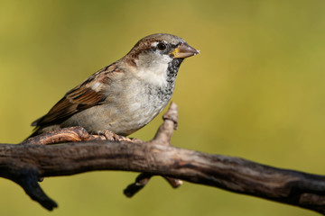 Haussperling