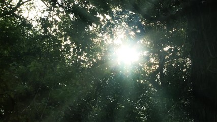 Sun Shines Through the Trees in the Forest.