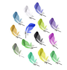 Colorful detailed bird feathers, isolated