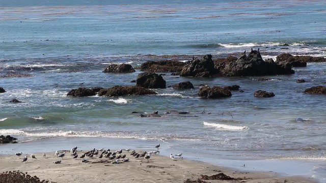 Elephant Seal Vista Point in San Simeon, California, a popular landmark along Coastal Highway 1.