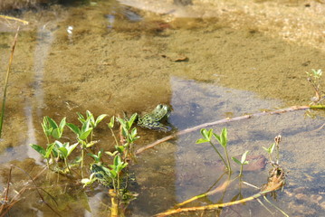 Frosch
