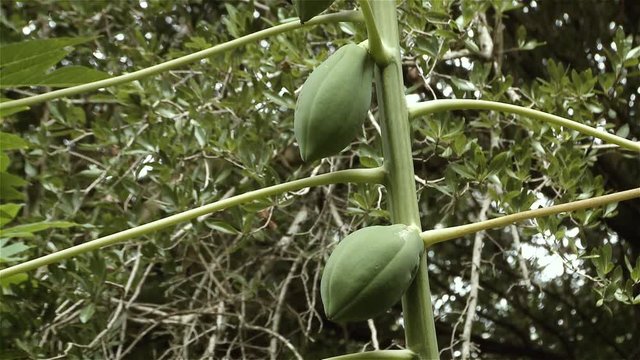 Ceiba Tree Fruits. Close-Up. Full HD. 