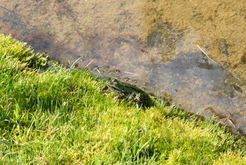 Frosch am Teich