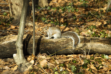 Naklejka na ściany i meble Squirrel in the Central Park, New York