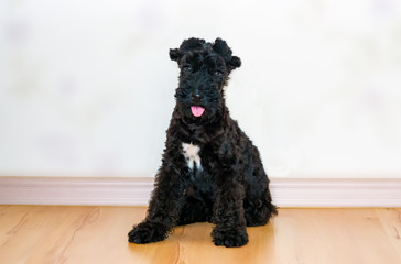 Puppy pet dog breed Kerry blue Terrier with white spot and glued ears, close-up
