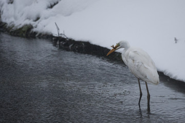 An adult Great egret (Ardea alba) catching a fish in a nature reserve in Poland. Walking slowly in a river in the winter.