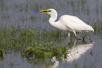 An adult Great egret (Ardea alba) swallowing a larva in a nature reserve in Poland. .