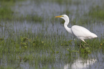 An adult Great egret (Ardea alba) foraging in a nature reserve in Poland. Walking slowly in a field flooded by a river.