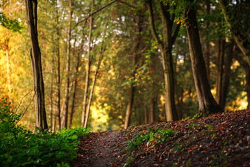 Forest pathway with fallen leaves on background of trees